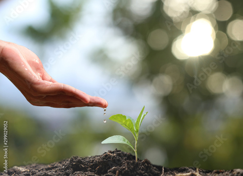 Farmer's hand watering a young plant on green bokeh nature