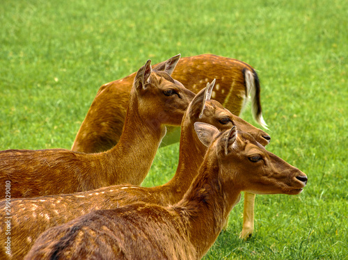 Fototapeta Naklejka Na Ścianę i Meble -  A herd of deer stand together in a meadow in summer