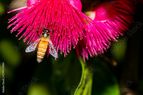 Close-up of bee collecting pollen from Pomerac flower photo