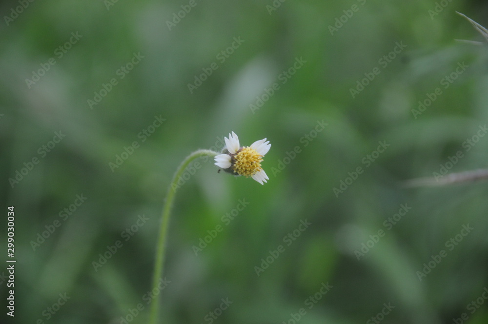 Bidens pilosa Bidens pilosa