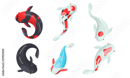 Different Koi Fish Swimming. View From Above Vector Illustrated Set