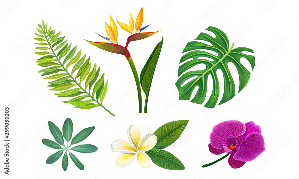 Fototapeta Tropical Plants Vector Illustrated Set. Different Exotic Flora