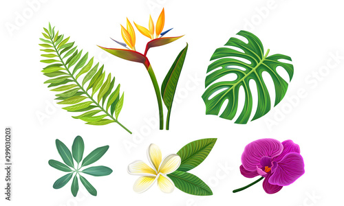 Tropical Plants Vector Illustrated Set. Different Exotic Flora