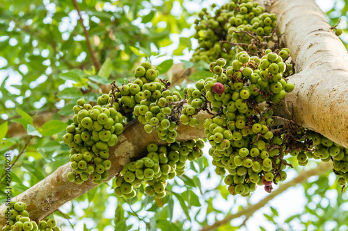 Cluster Fig or wild fig fruits on its branch full of nutritional value photo