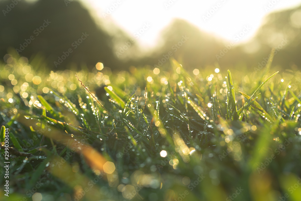 waterdrop on grass and sunlight - obrazy, fototapety, plakaty 