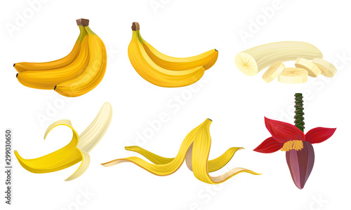 Banana Vector Set With Half Peeled Bananas and Cut Slices