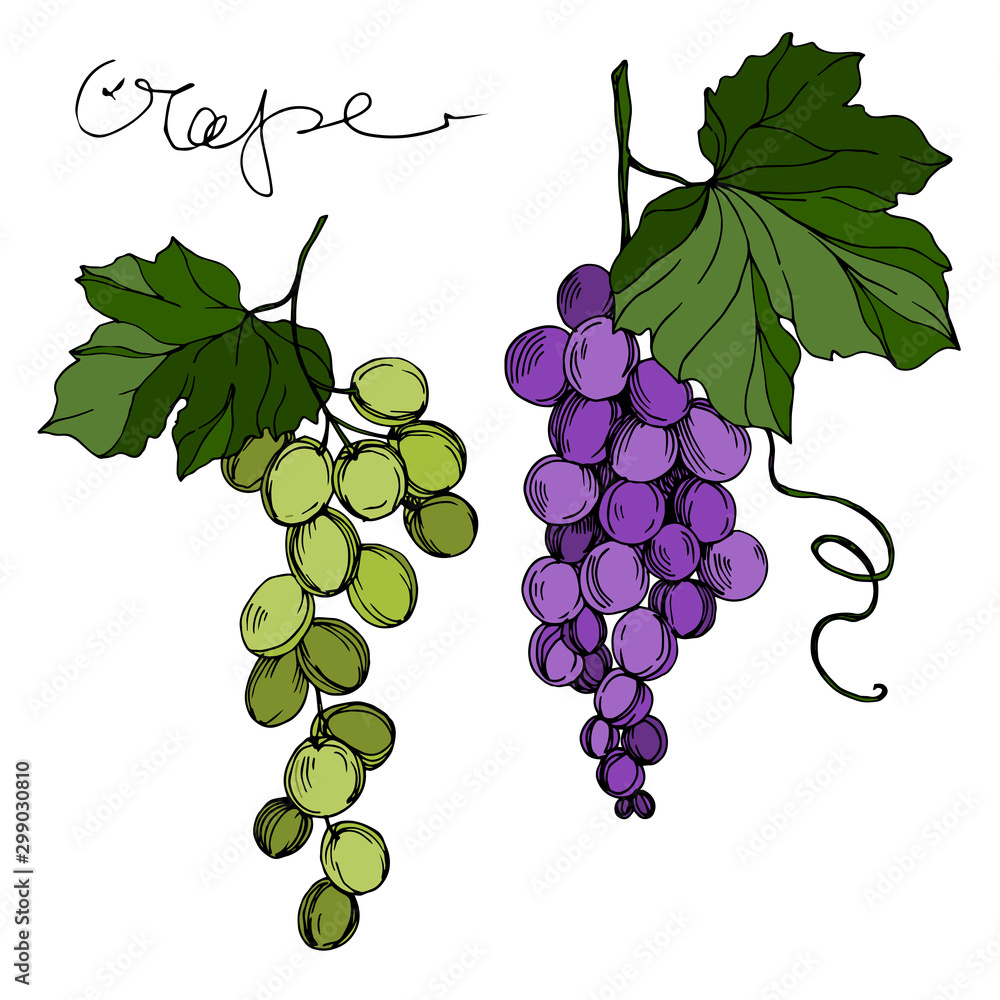 Fototapeta premium Vector Grape berry healthy food. Black and white engraved ink art. Isolated grapes illustration element.