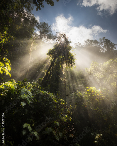 San Gerardo de Dota Costa Rica Forest