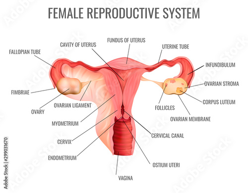 Female Reproductive System