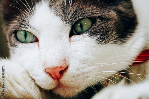 close up cute face cat background, The cat is spellbound.