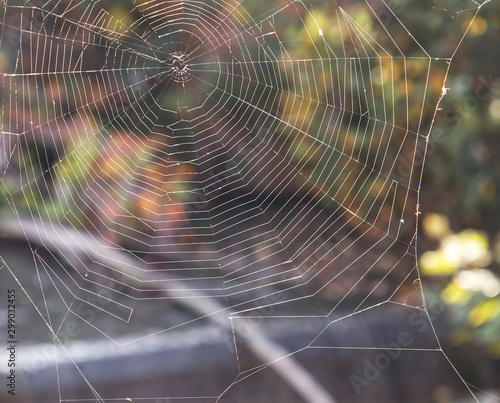 The Spider web close-up background
