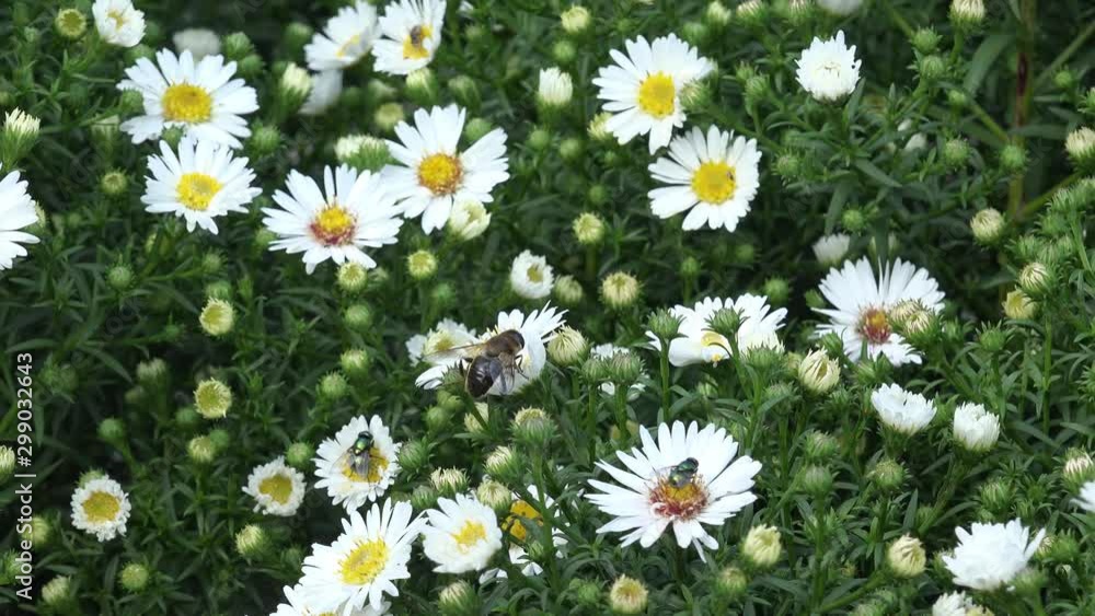 honey bee on white aster in the nature honey bee on white aster in the nature
