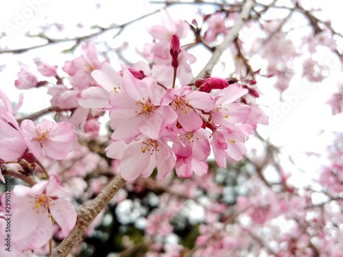 cherry blossom in spring