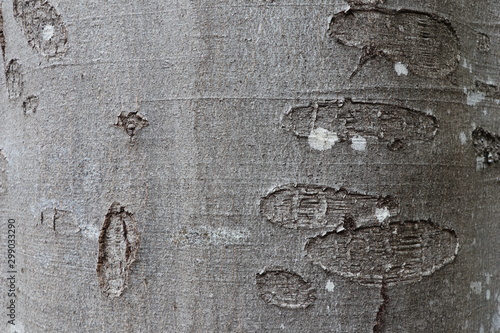Canvas-taulu Tree bark texture of Fagus sylvatica or European beech