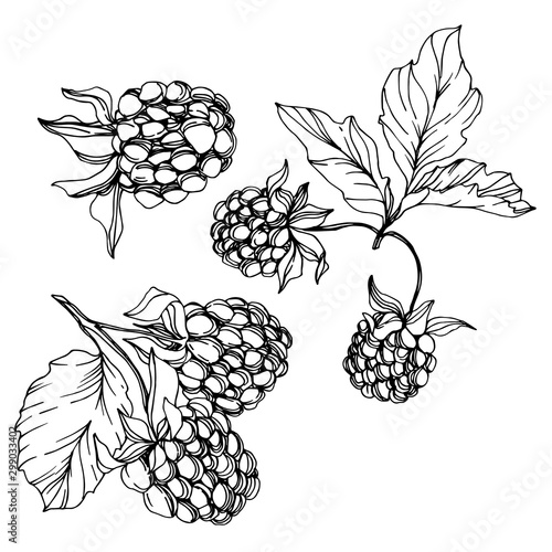 Vector Blackberry healthy food. Black and white engraved ink art. Isolated berry illustration element.