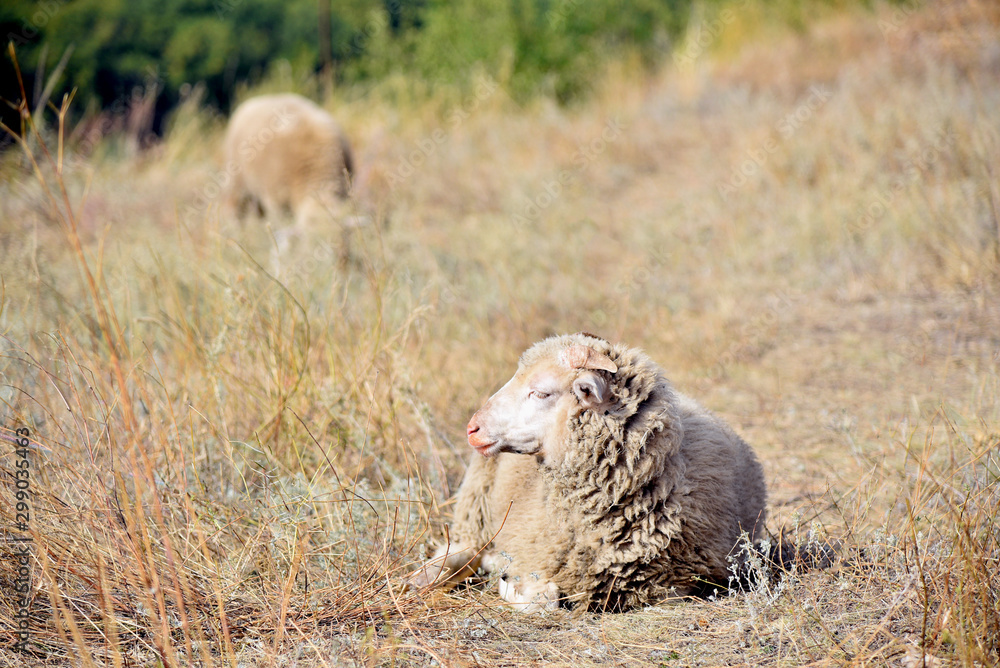 Fototapeta premium The sheep lies in the pasture