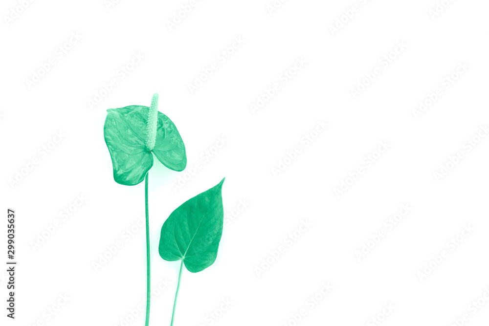 Beautiful anthurium in mint green colors on a white background, minimalism. Place for text. Beautiful anthurium in mint green colors on a white background, minimalism. Place for text.