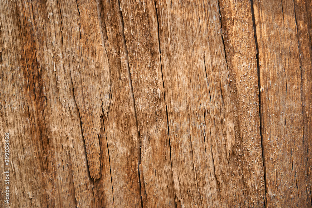 broken tree wood texture for background broken tree wood texture for background