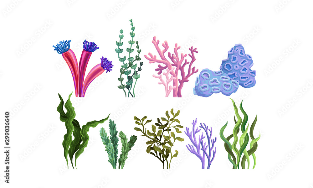 Set of colorful sea plants. Vector illustration.