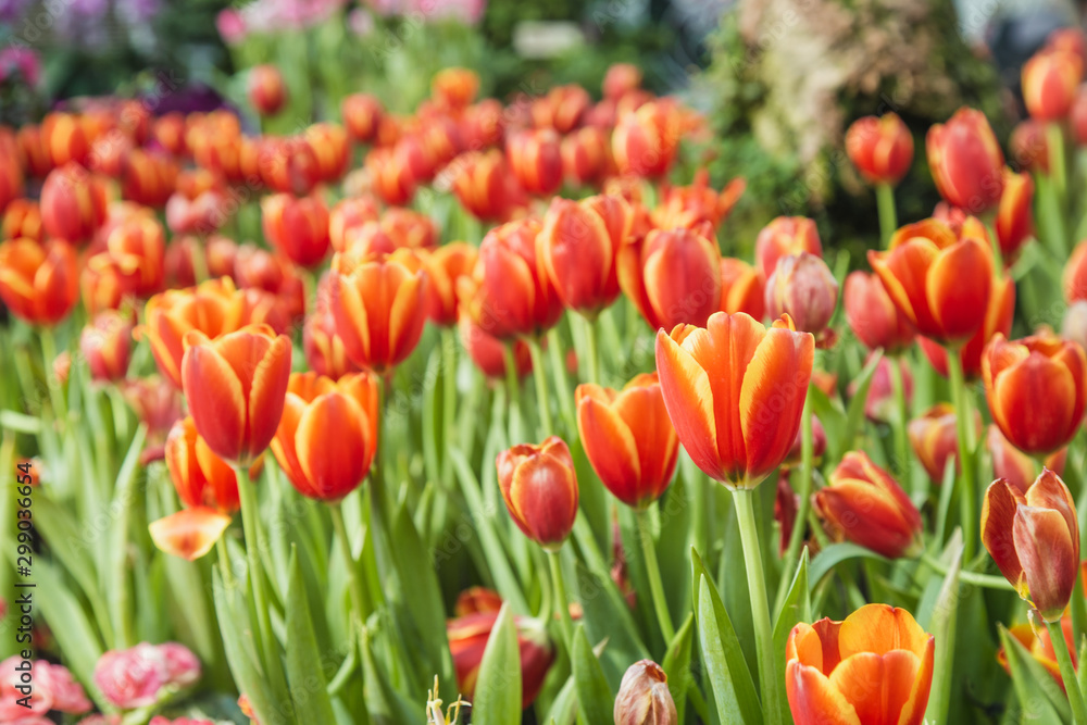Tulip flowers in garden nature background Tulip flowers in garden nature background