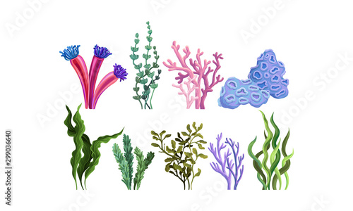 Set of colorful sea plants. Vector illustration.