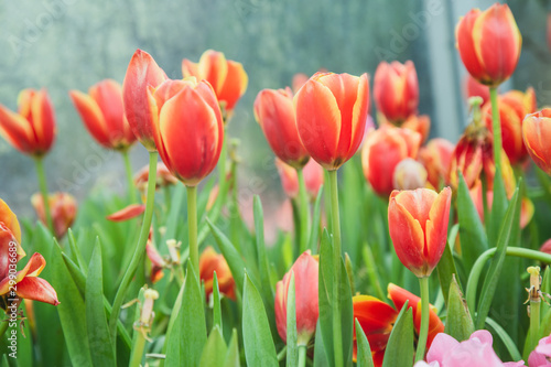 Tulip flowers  in garden nature background