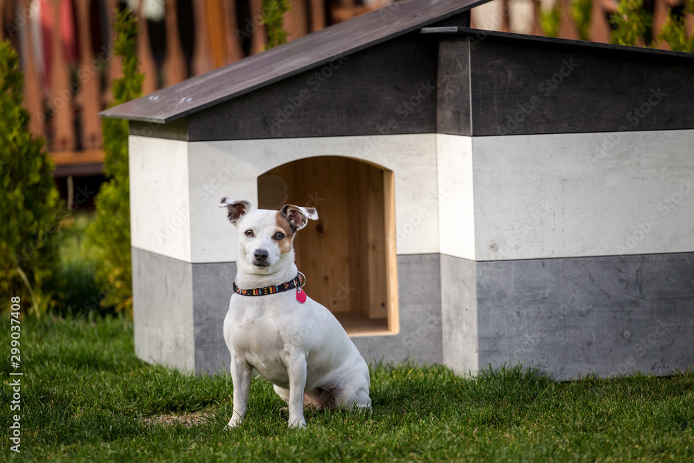 Jack Russell Terrier at the Kennel Jack Russell Terrier at the Kennel