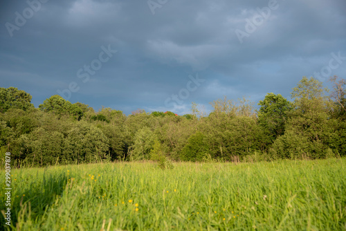 Summer landscape.Blurred green grass  forest and cloudy dark sky.