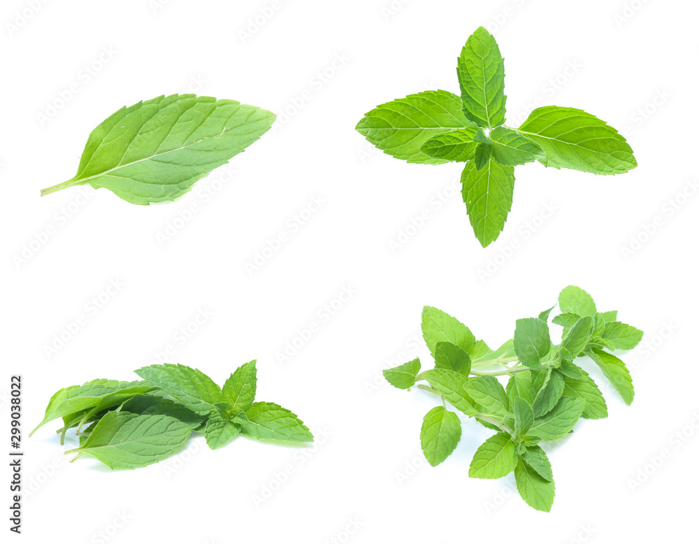 mint leaves isolated isolated on white (set mix collection) mint leaves isolated isolated on white (set mix collection)