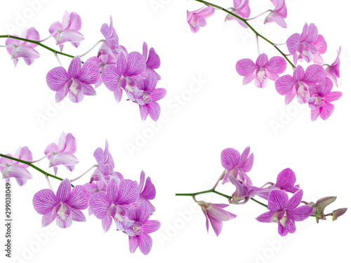 set of pink orchid flowers isolated on white background