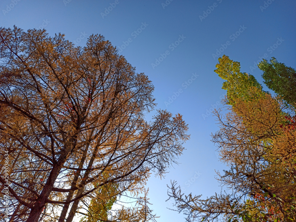autumn branches with leaves on a blue sky background. Beautiful Autumn Background. natural texture autumn branches with leaves on a blue sky background. Beautiful Autumn Background. natural texture