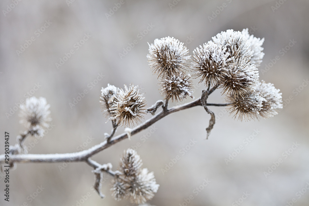 Delicate frosted plants on a cold winter day Delicate frosted plants on a cold winter day