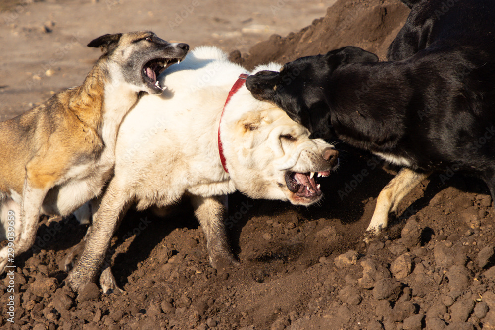Fight dogs. A dog bites another dog. Aggressive dog. Fghting alabay and stray dogs.