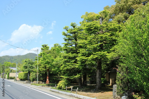 京都　嵯峨野の風景