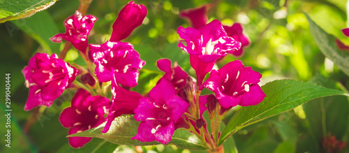 Veigela flowers in a flowerbed on a background of green grass close-up with copy space photo