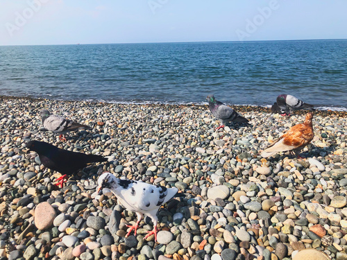 Εκτύπωση καμβά Wild pigeons by the sea, pigeons on the azure rocky shore of the sea