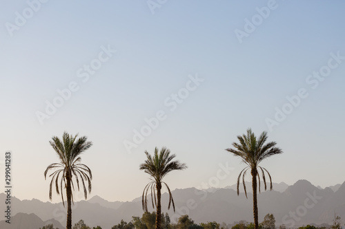 Branches of date palms under blue sky in Summer © Mountains Hunter