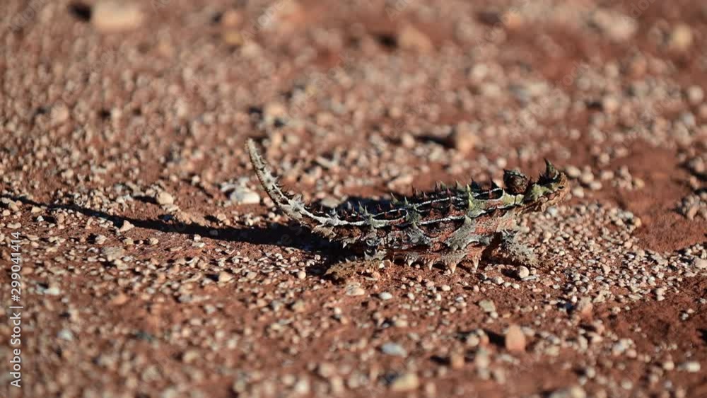 Thorny devil (Moloch horridus) reptile in Sharks Bay Western Australia. Thorny devil (Moloch horridus) reptile in Sharks Bay Western Australia.