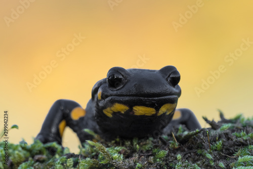 The incredible Fire salamander at sunrise (Salamander salamander) © manuel