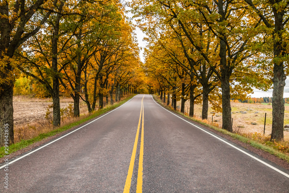 View of road with oak trees alley at autumn View of road with oak trees alley at autumn