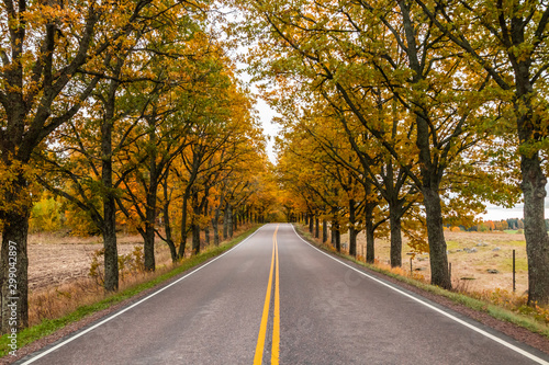 View of road with oak trees alley at autumn