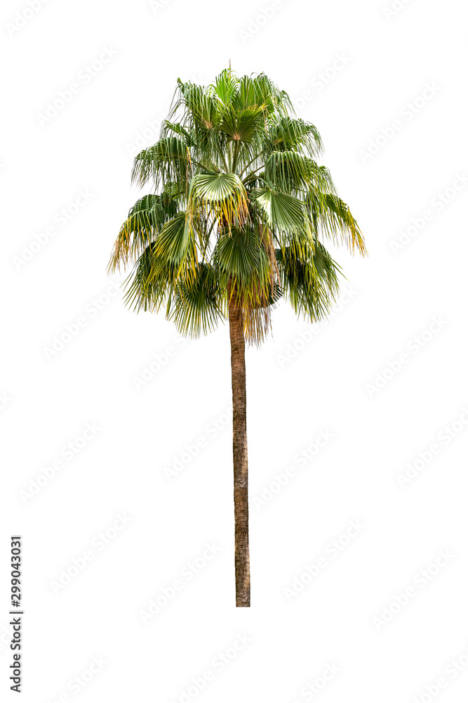 Big palm tree isolated on white background. Big palm tree isolated on white background.