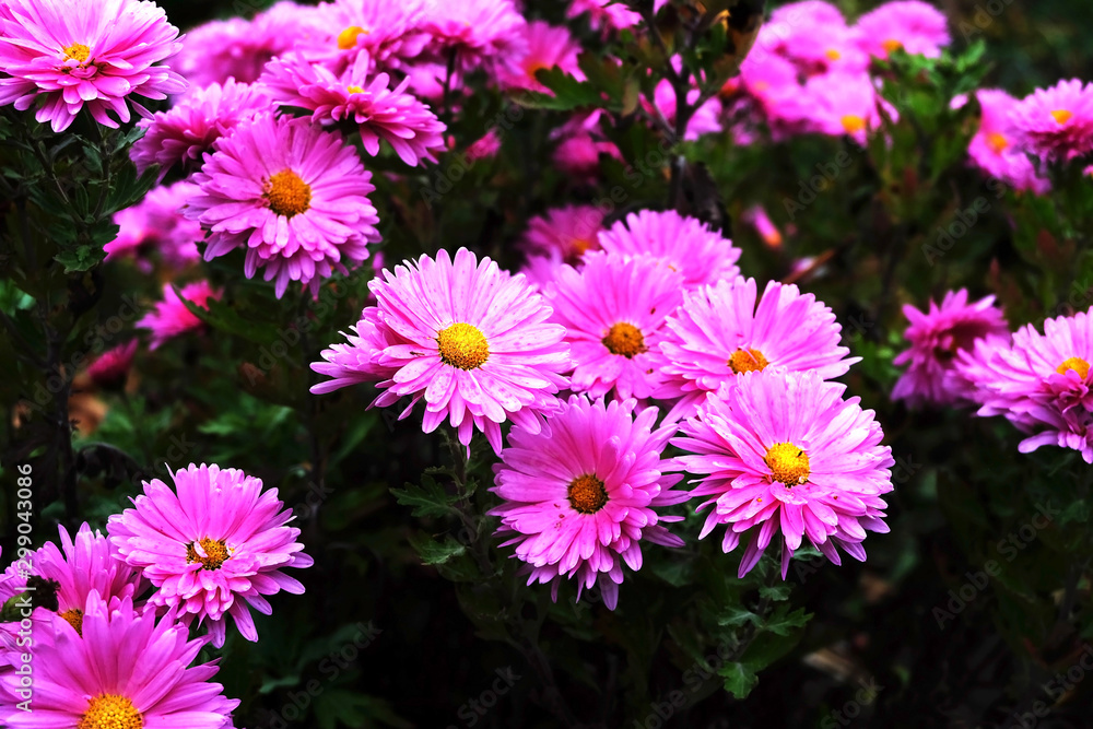flowers in the garden flowers in the garden
