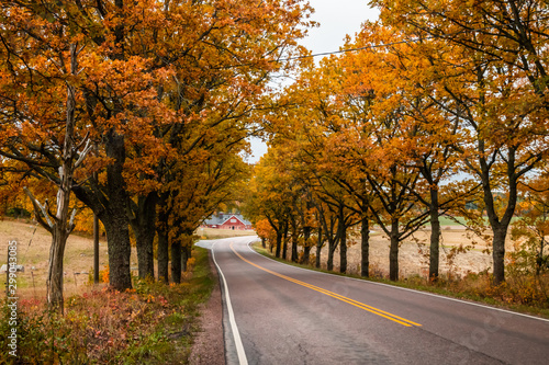 View of road with oak trees alley at autumn