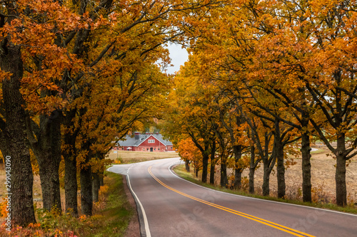 View of road with oak trees alley at autumn
