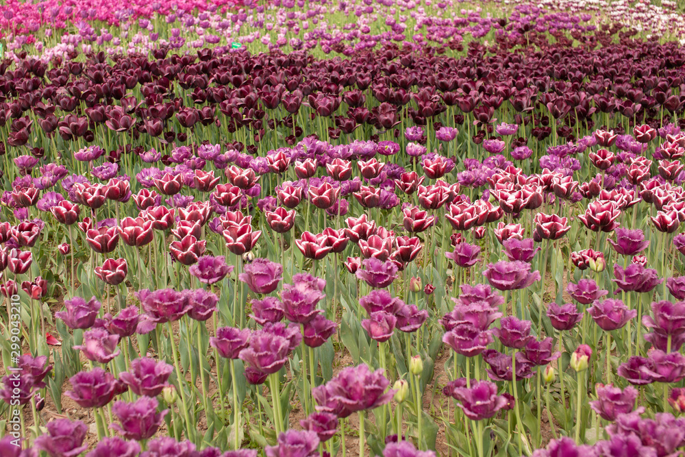Field of blooming tulips in burgundy color.