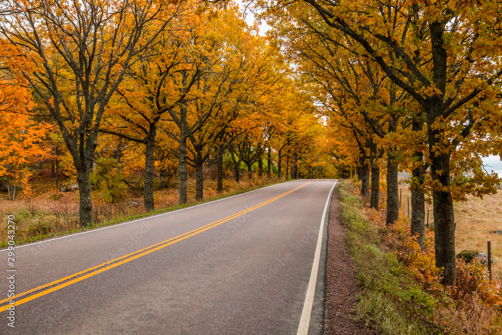 View of road with oak trees alley at autumn