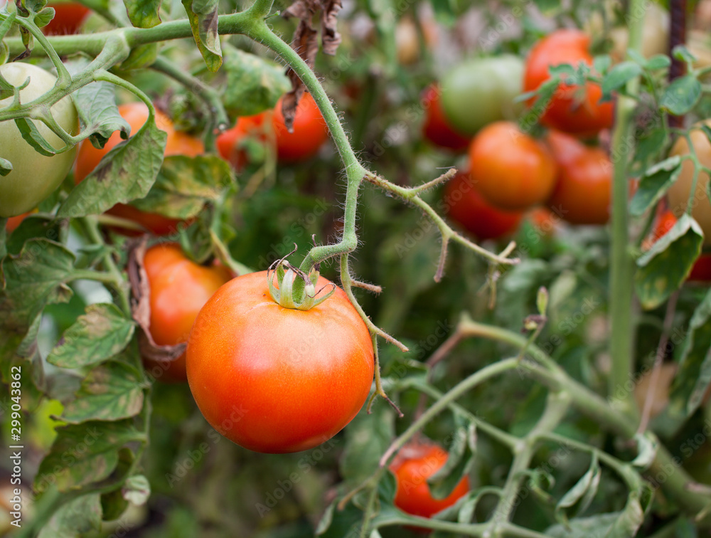 Tomato bush with red fruits.