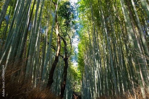 Bamboo forest in Kyoto  Japan