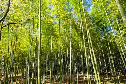 bamboo forest in Kyoto Japan